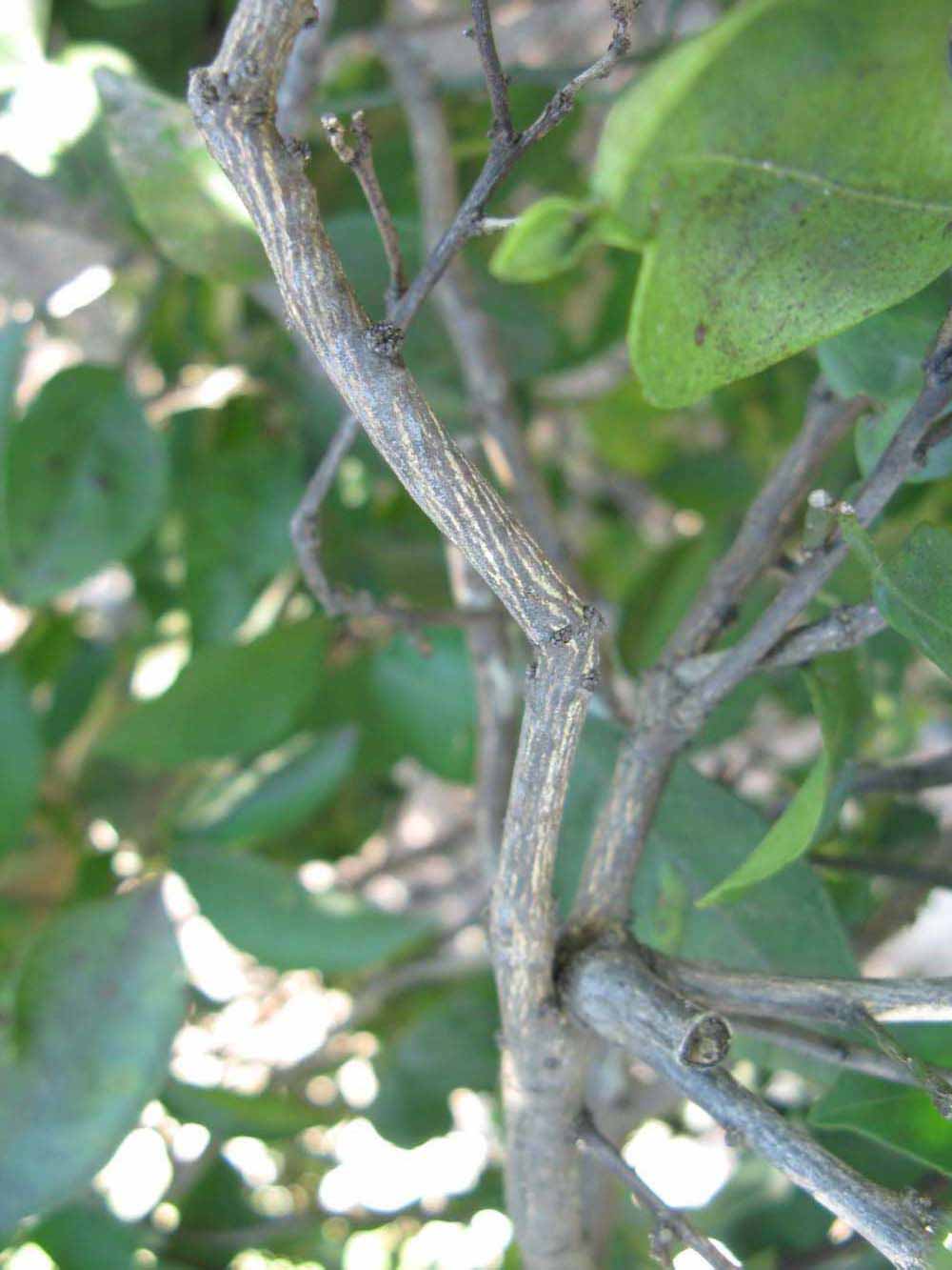              Second - third year twig (Winter Haven, FL)       